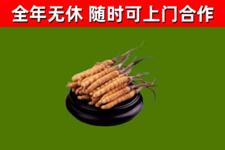 佛山回收冬虫夏草