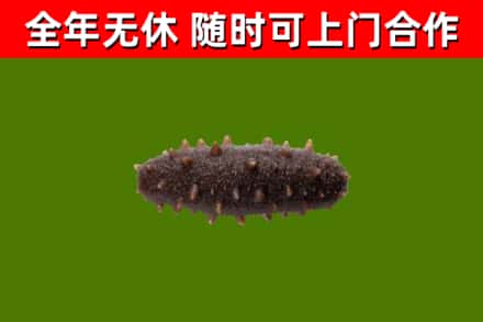 佛山回收海参干
